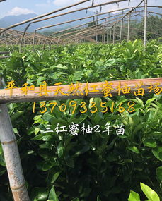 平和县天然红蜜柚苗种植场 优质水果种子与种苗的批发专家