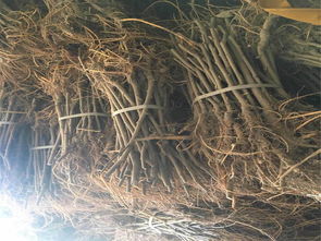 探寻海宁市周王庙镇佳垚苗木经营部 农作物种苗的价格、批发与专业服务