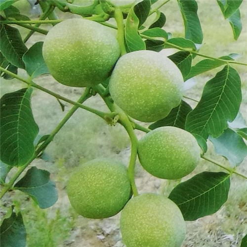 香玲核桃苗价格解析与优质种苗基地指南 农作物种子经营的核心要素