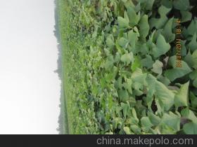 长春脱毒紫薯苗产地价格行情及供应商马景才个体经营概览