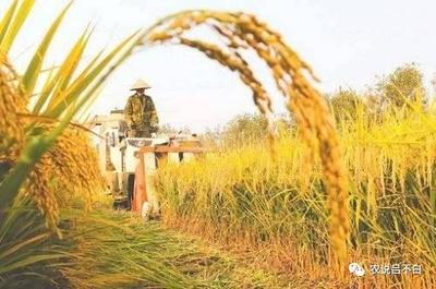 80后美女教师改行全职做农业经理人，创收300多万！