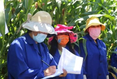 临沧 2022年杂交玉米品种纯度田间小区种植鉴定工作全面完成 筑牢农作物种子经营质量防线